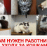 Крик души Анны Могильнер: 230 собак и 55 кошек ждут ответственных сотрудников - Obninsk.Name